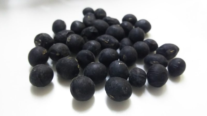 自分で収穫した黒豆は宝石のよう。春日部産。