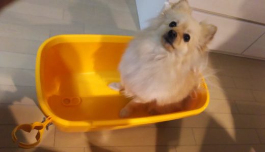 犬もお風呂が好き！「ペットのバスタイム」があれば自宅で簡単にシャンプーできる♪