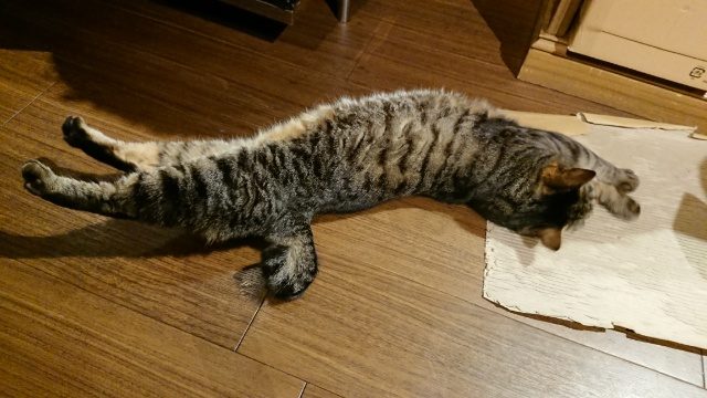 浅草の猫カフェでのびのびする猫ちゃん。